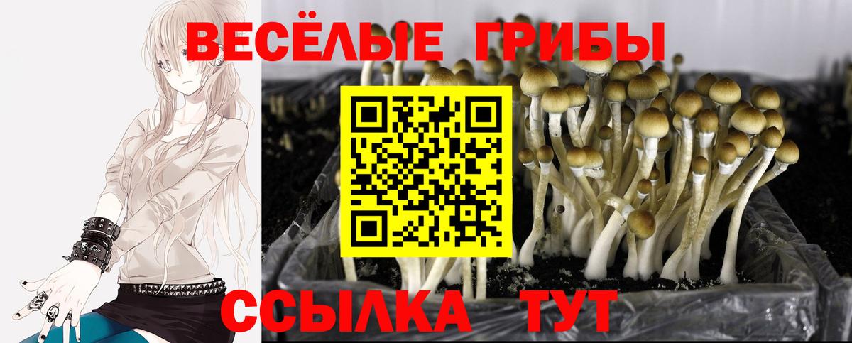 Псилоцибиновые грибы Psilocybine cubensis  Вход с VPN  Псилоцибиновые грибы Psilocybine cubensis  Белореченск 